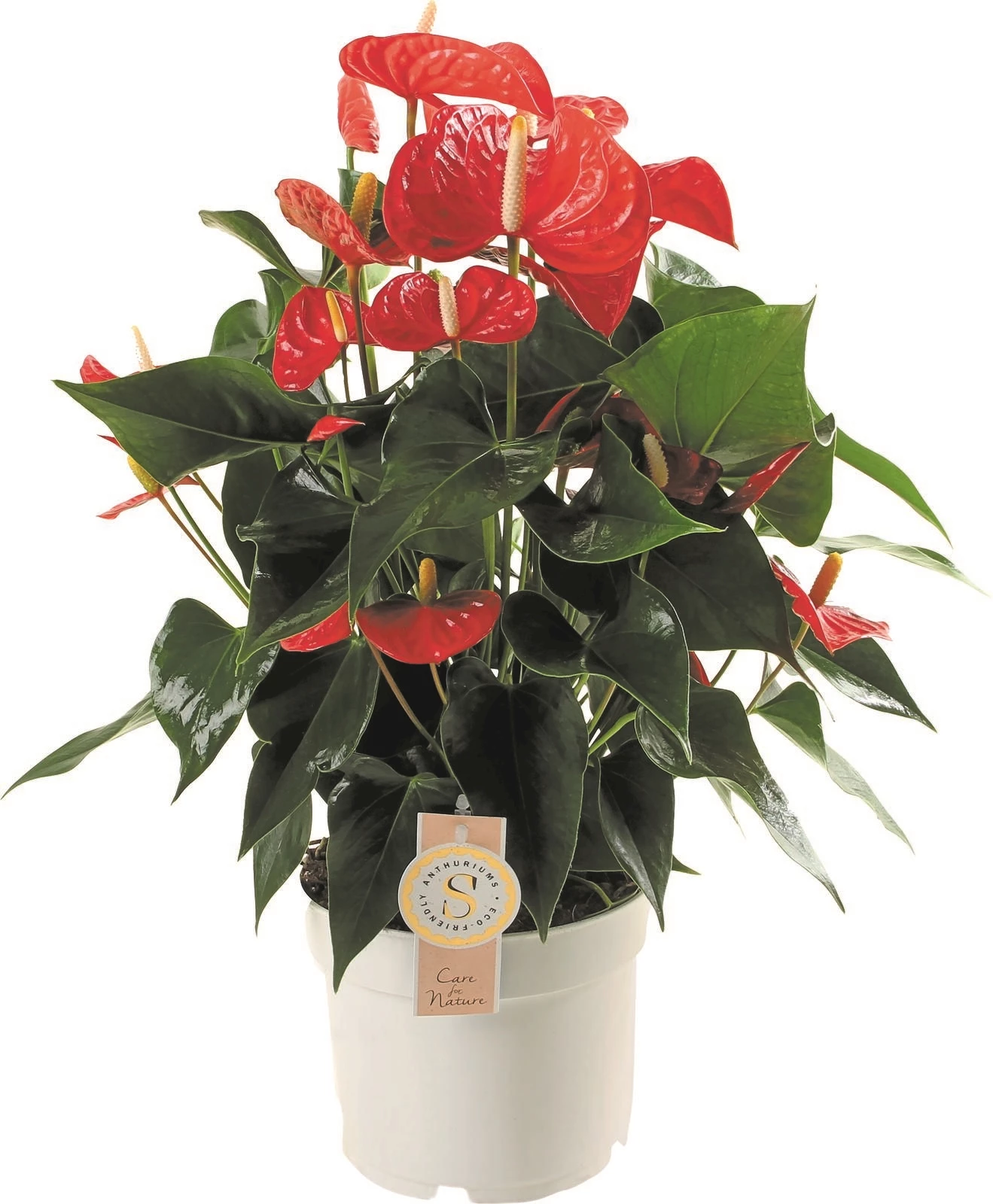 Anthurium Mix P17 cm