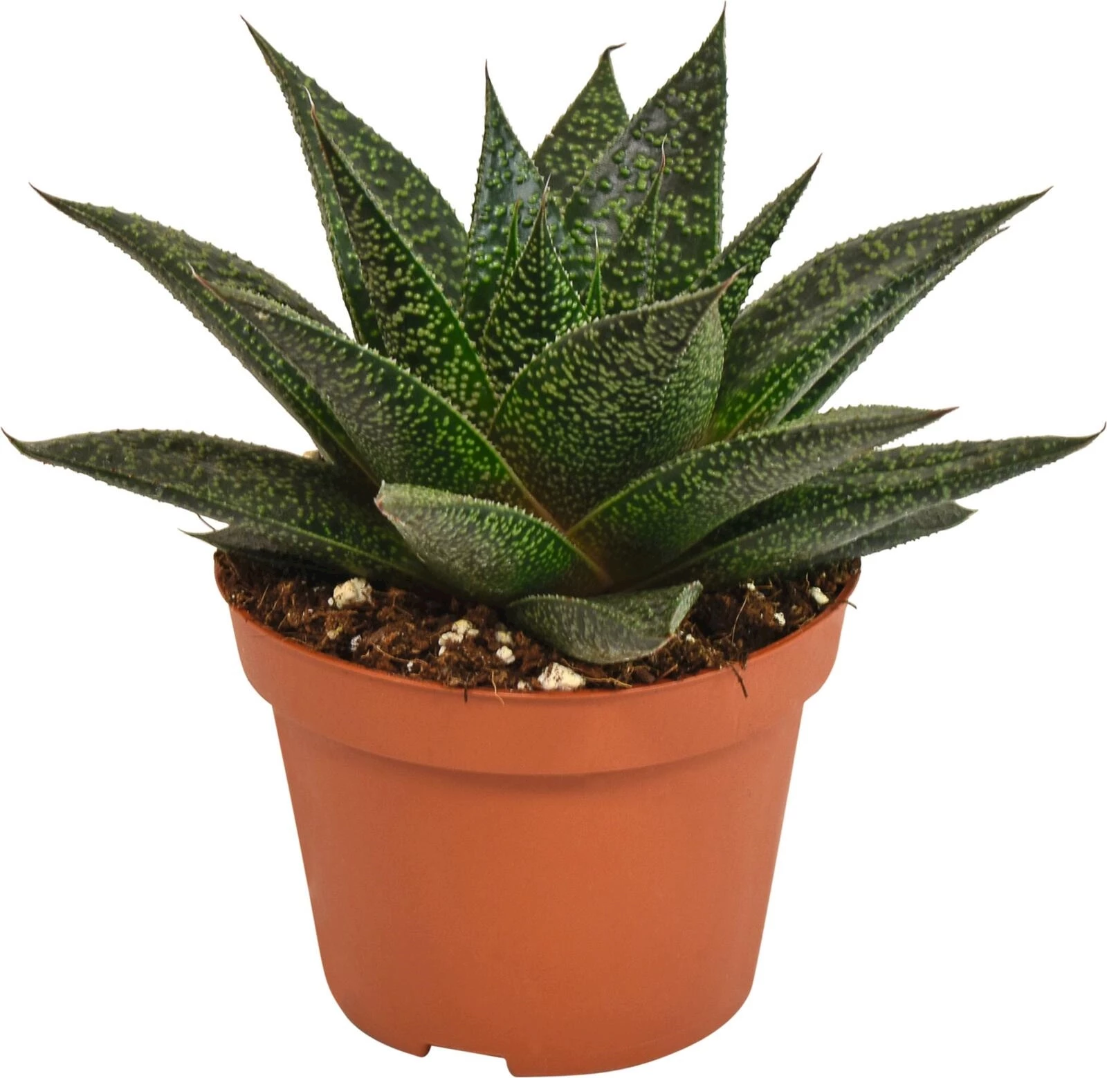 Haworthia Mix P10.5 cm