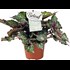 Begonia Beleaf P12 cm