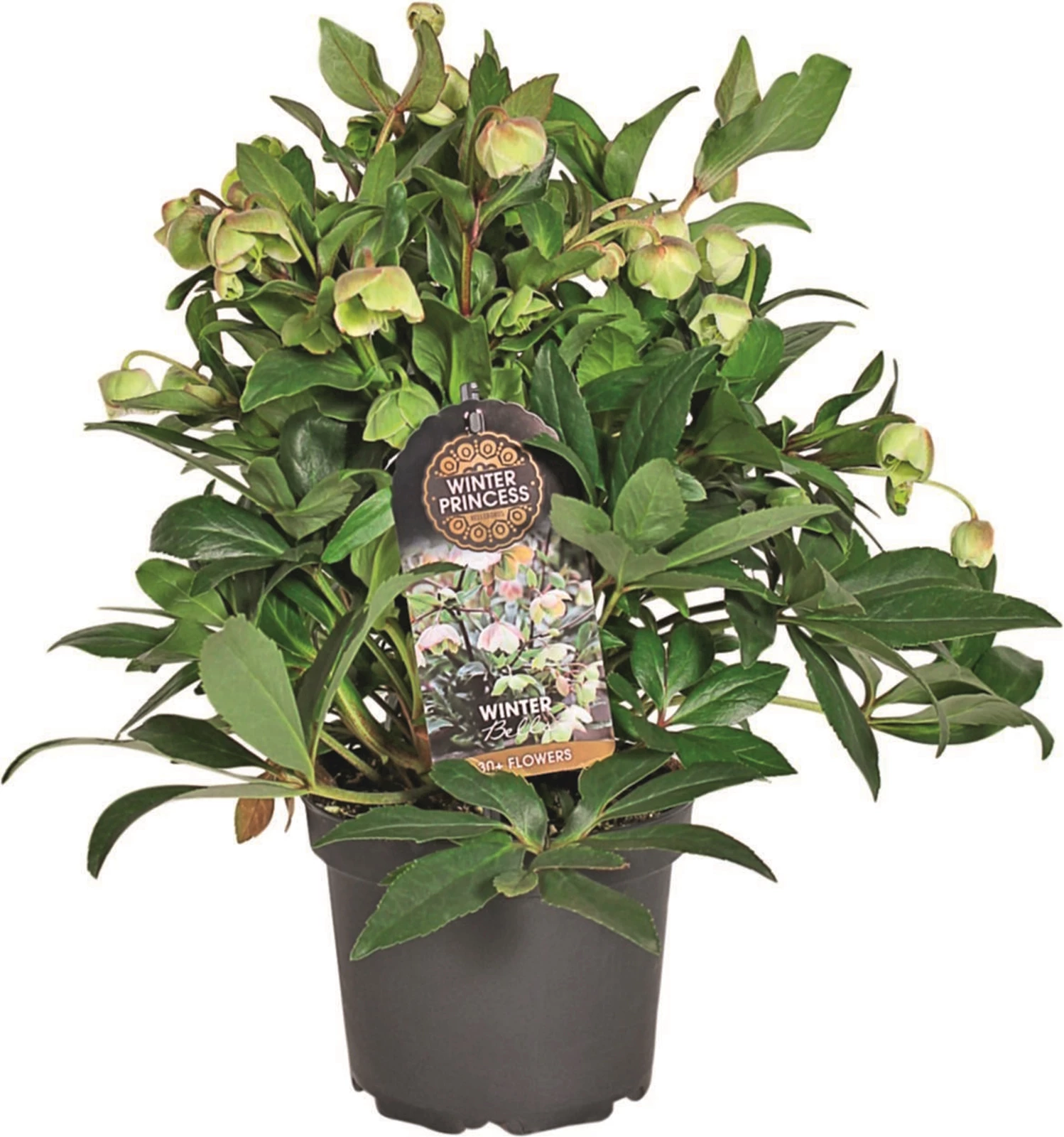 Helleborus Winterbells P17 cm