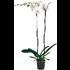 Phalaenopsis grandifl. P15 cm