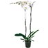 Phalaenopsis grandifl. P15 cm