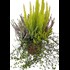 Calluna/Arborea pot mix P19 cm