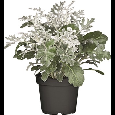 Plante automne argent/blanc P13 cm