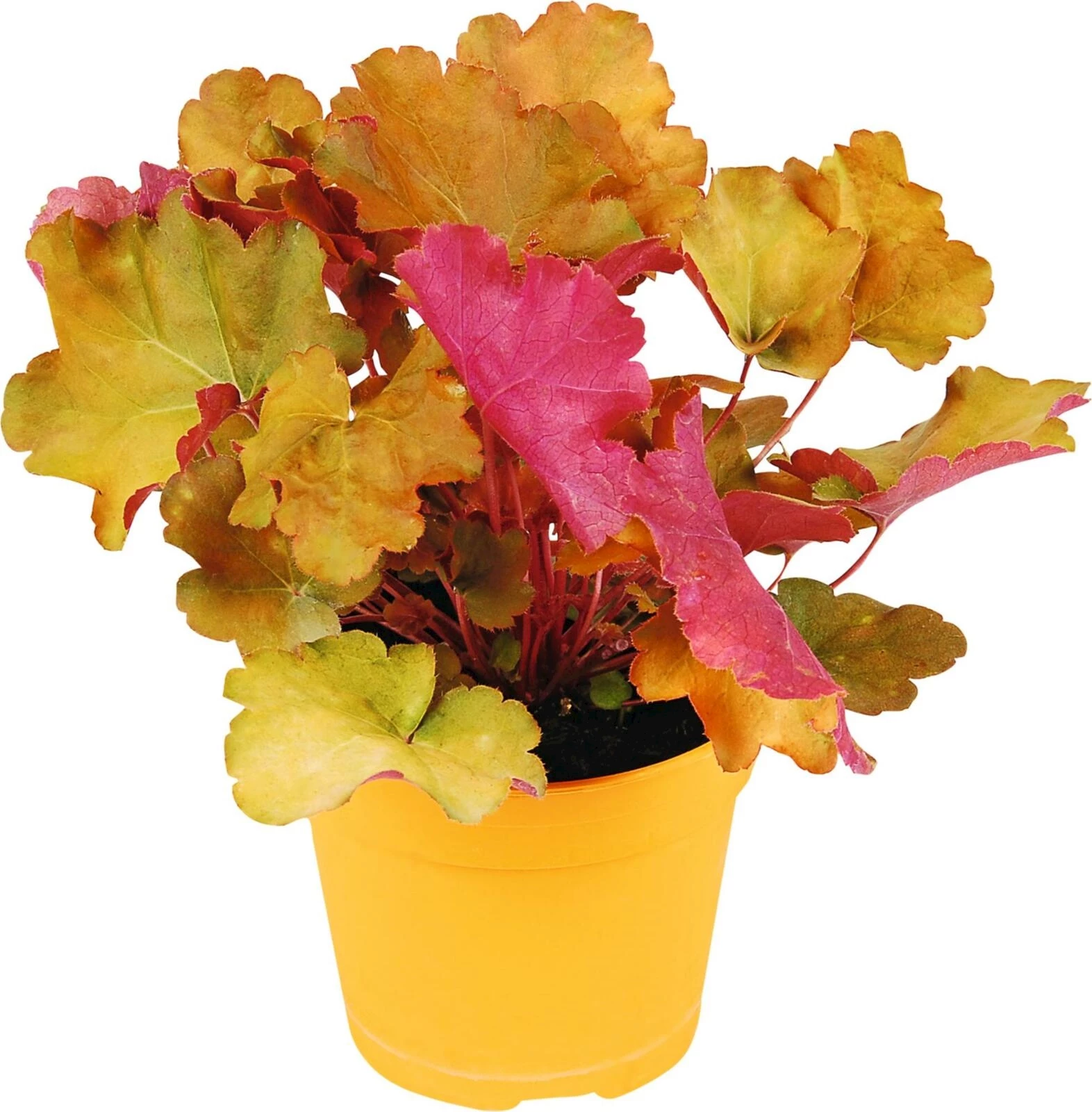 Herbstpflanzen orange P13 cm