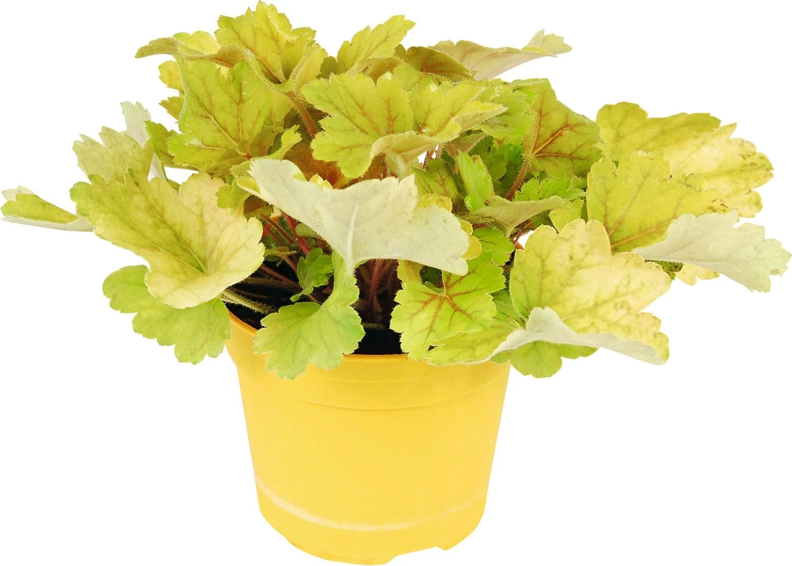 Herbstpflanzen gelb P13 cm