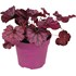 Plante automne violet P13 cm