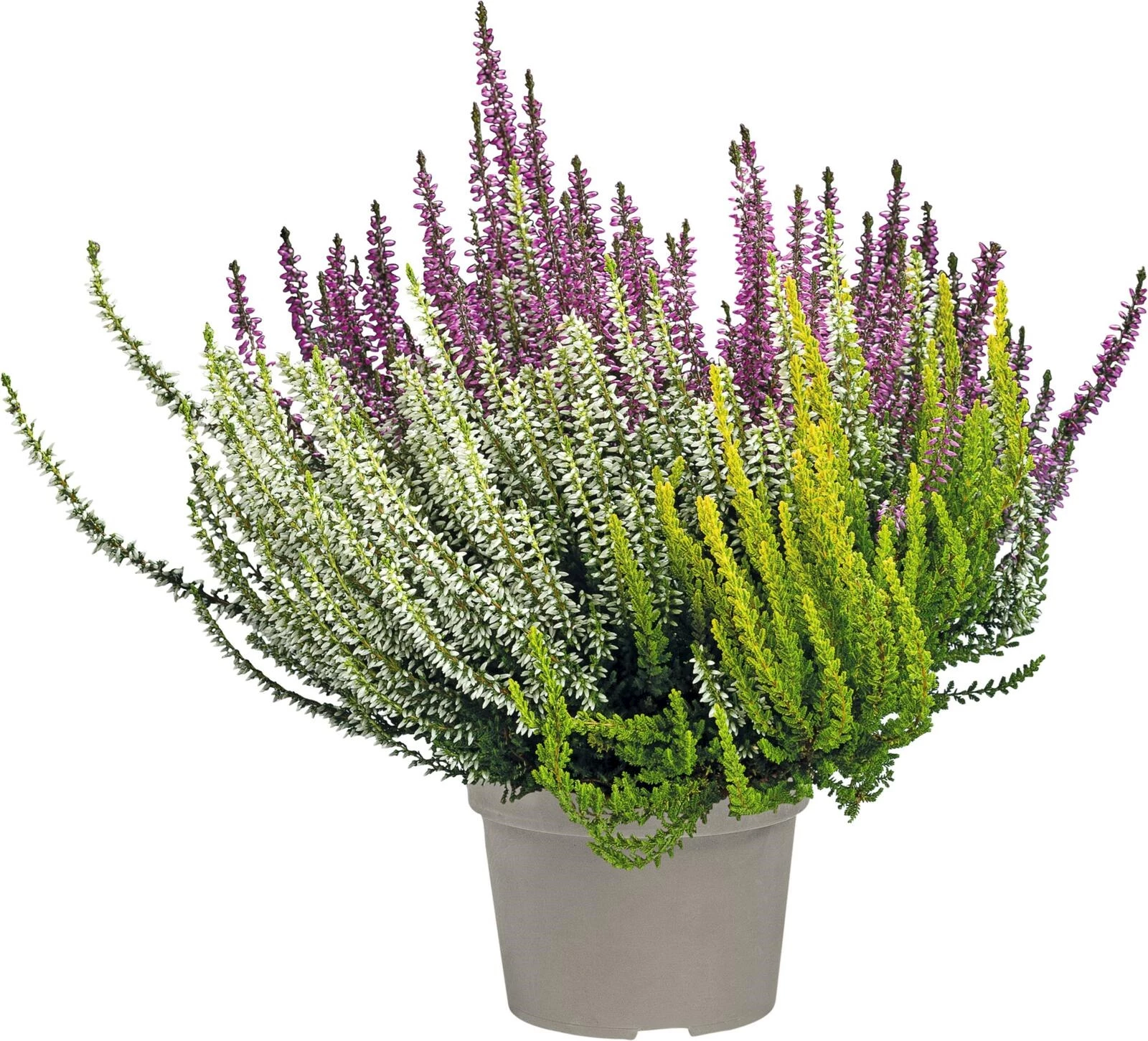 Calluna Trio-Girls P13 cm