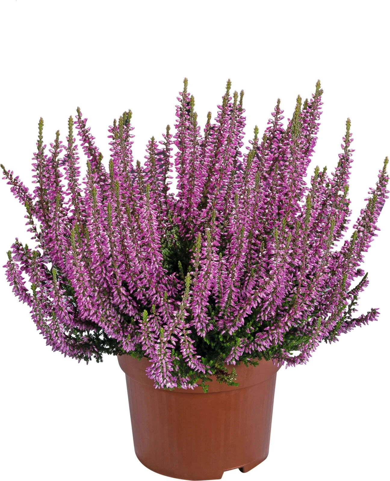 Calluna Lateline P13 cm