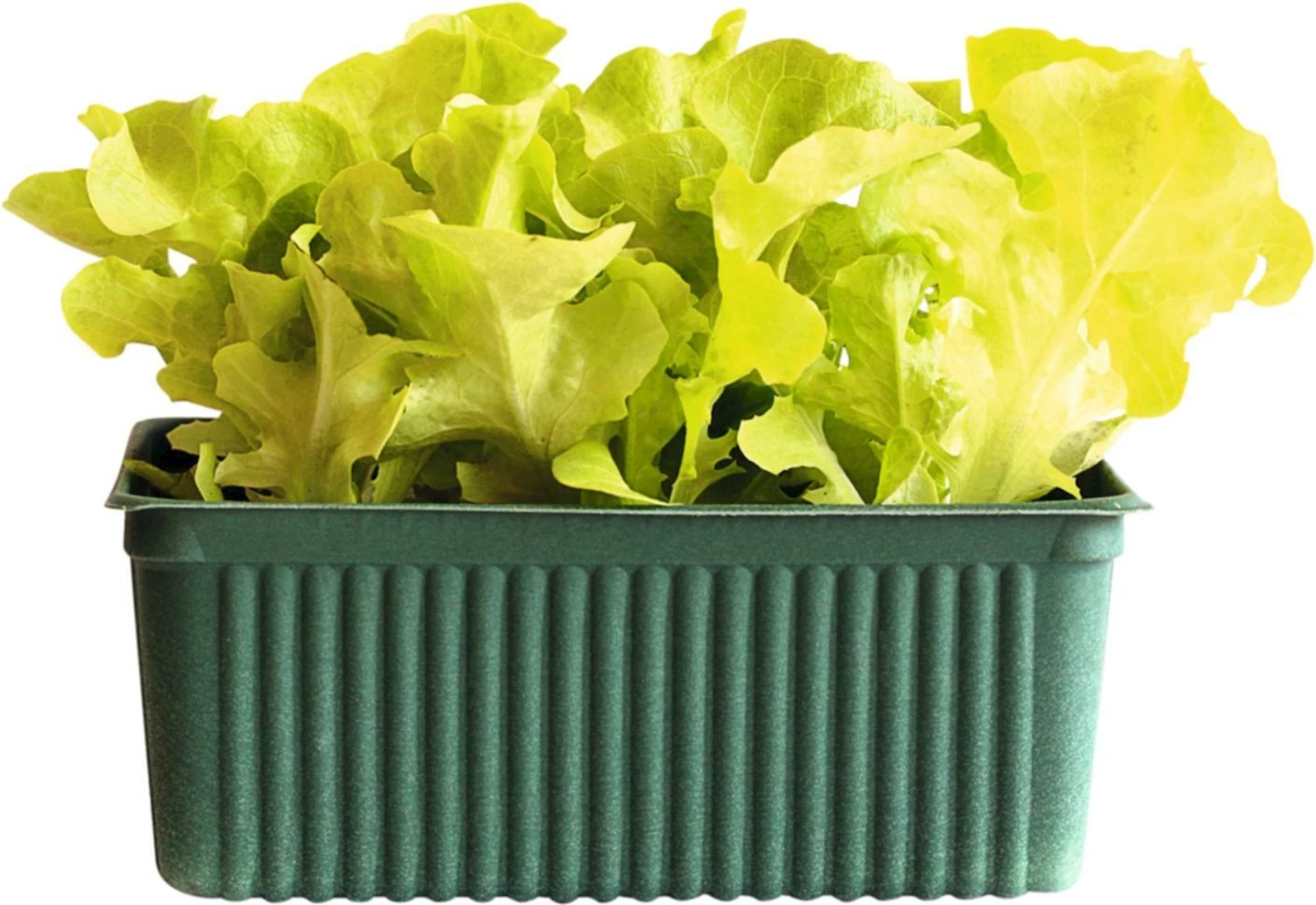 BIO Eichblatt grün 6er