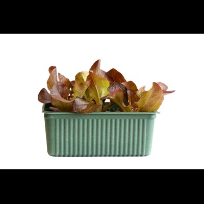 BIO Salade feuilles chêne rouge 6 pcs