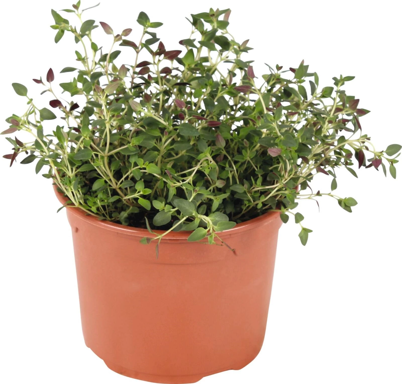 Oregano P14 cm