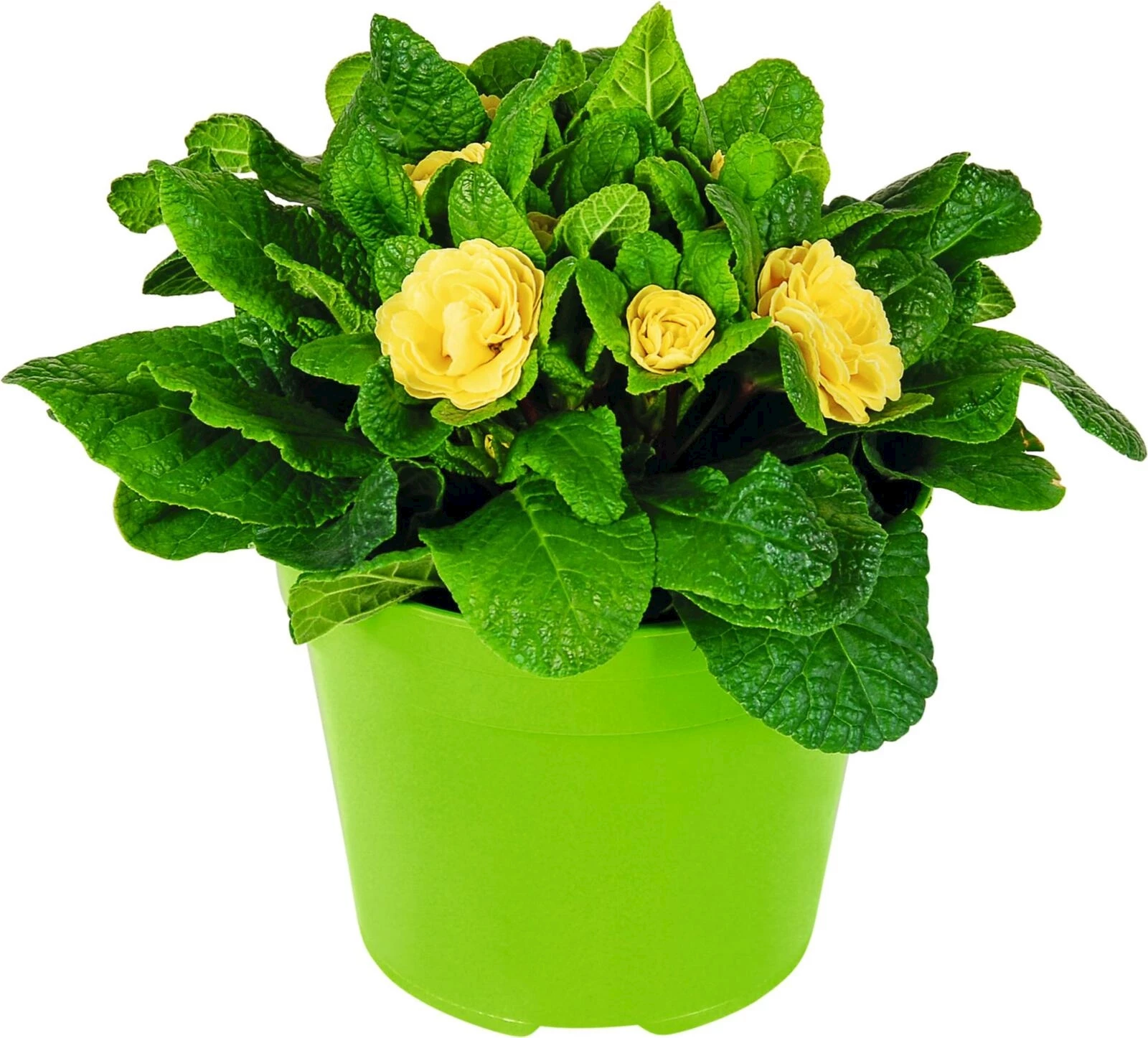 Primula Belarina gef. P15 cm