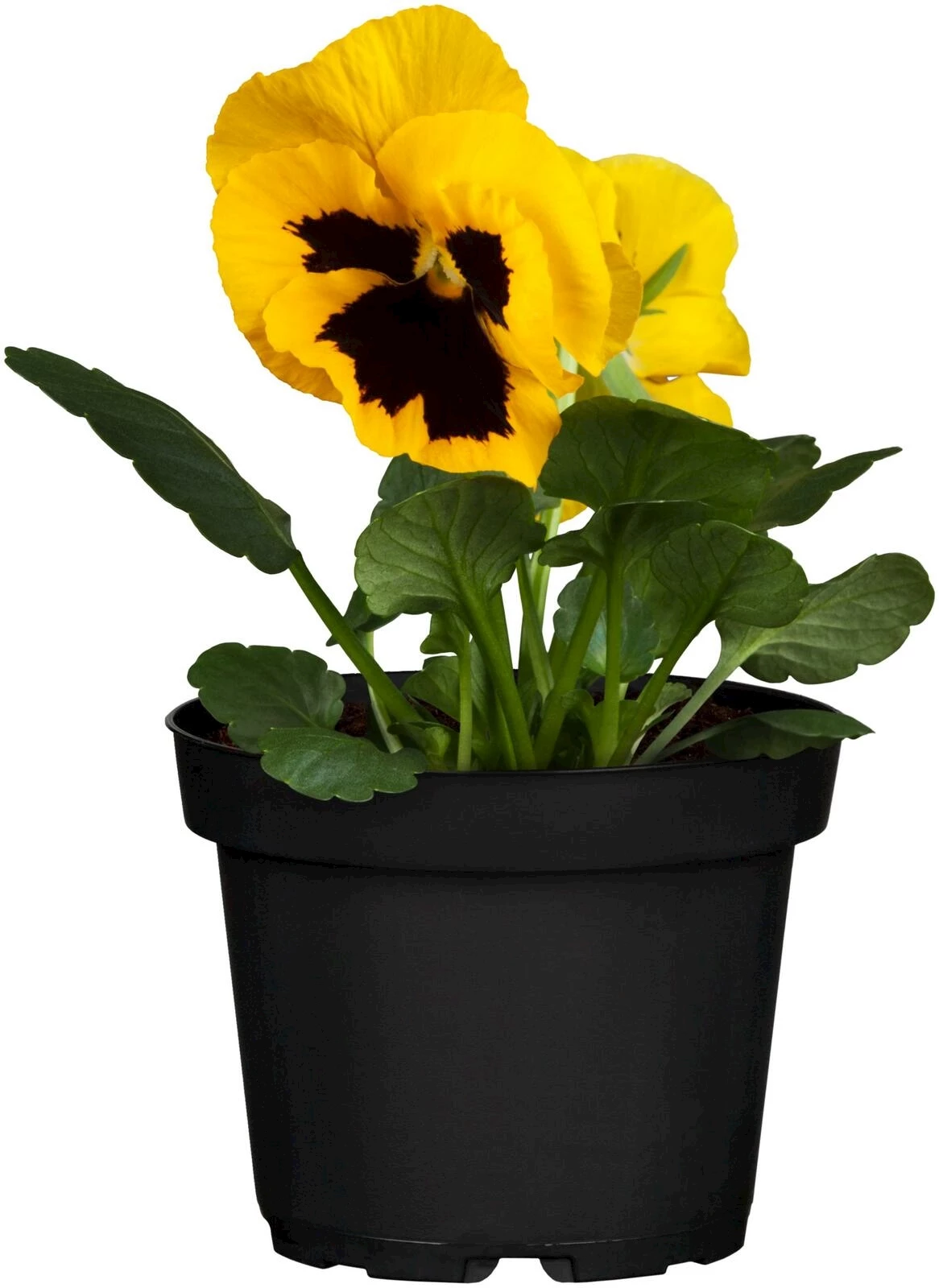 Pensée Set à 4 jaune