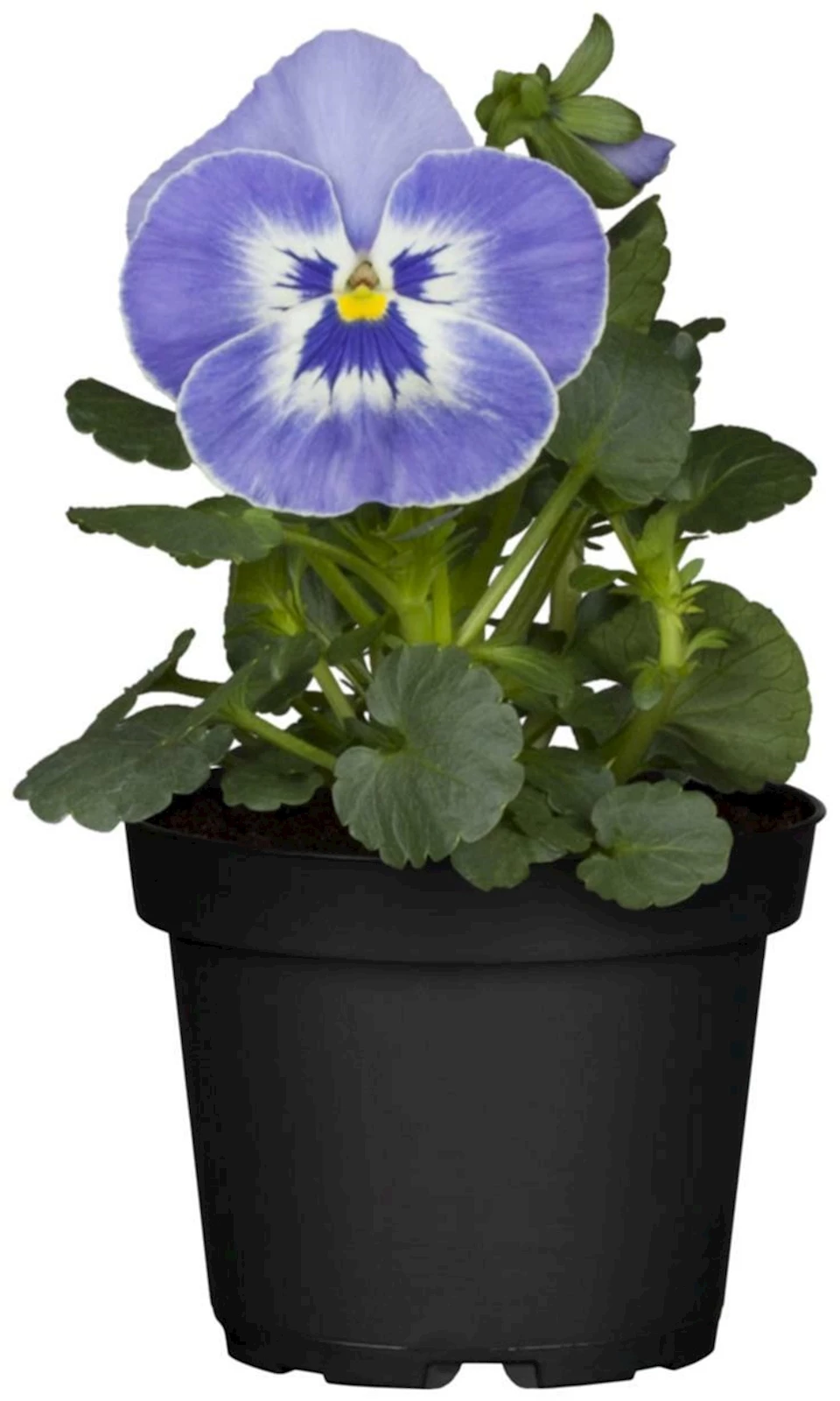 Pensée 4er-Set blautöne