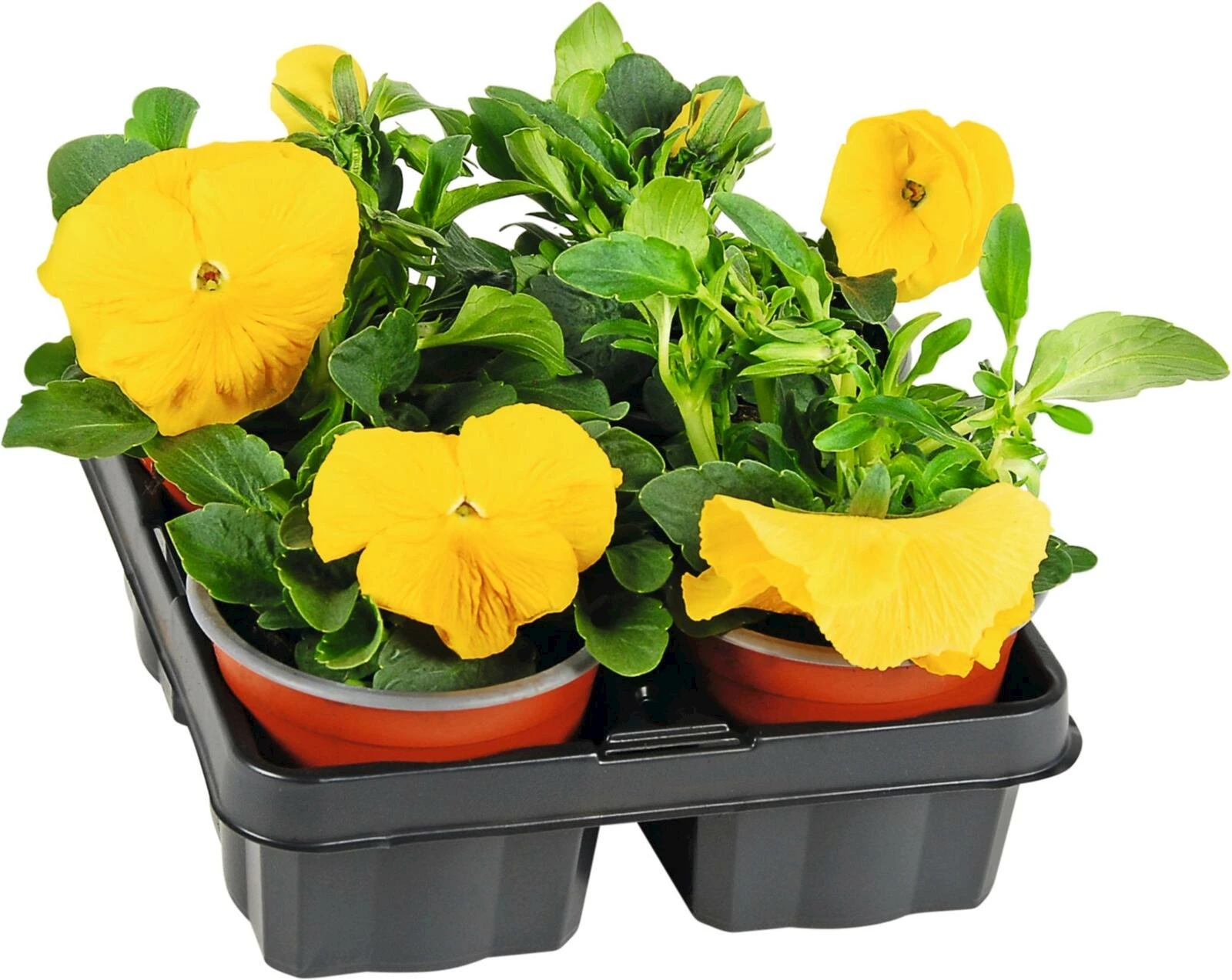 Pensée 4er-Set ass.