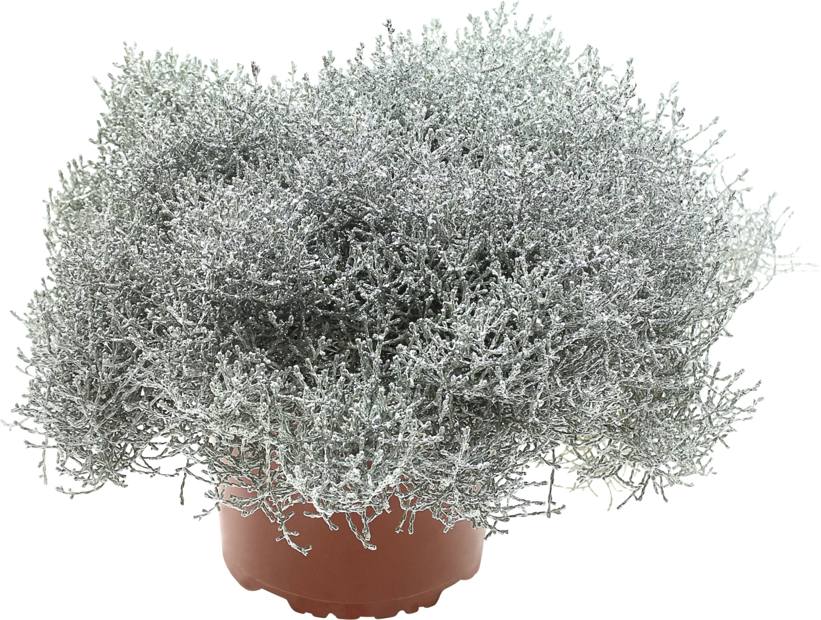 Calocephalus  P12 cm Scintillement