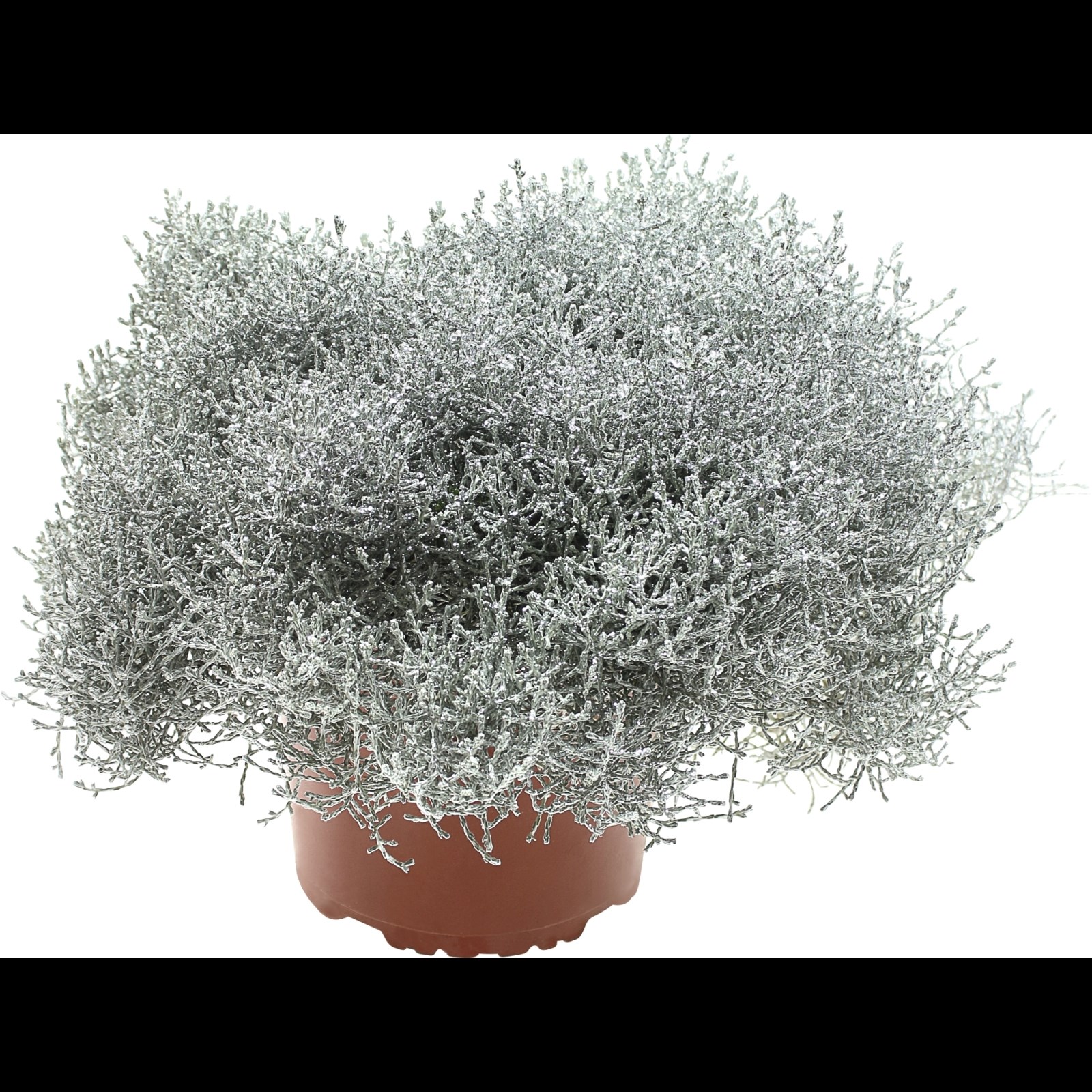 Calocephalus P12 cm mit Glimmer kaufen - Einjährige Beet- u. Balkonpflanzen  - LANDI