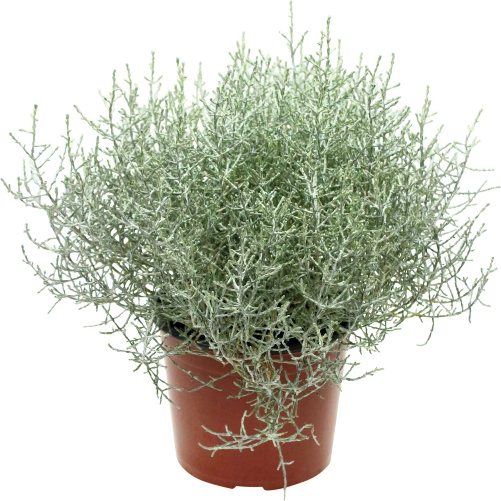 Calocephalus gross glimmer P17 cm