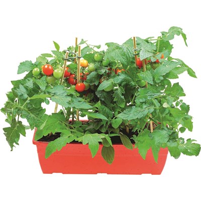 Gemüse im Balkonkasten 40 cm