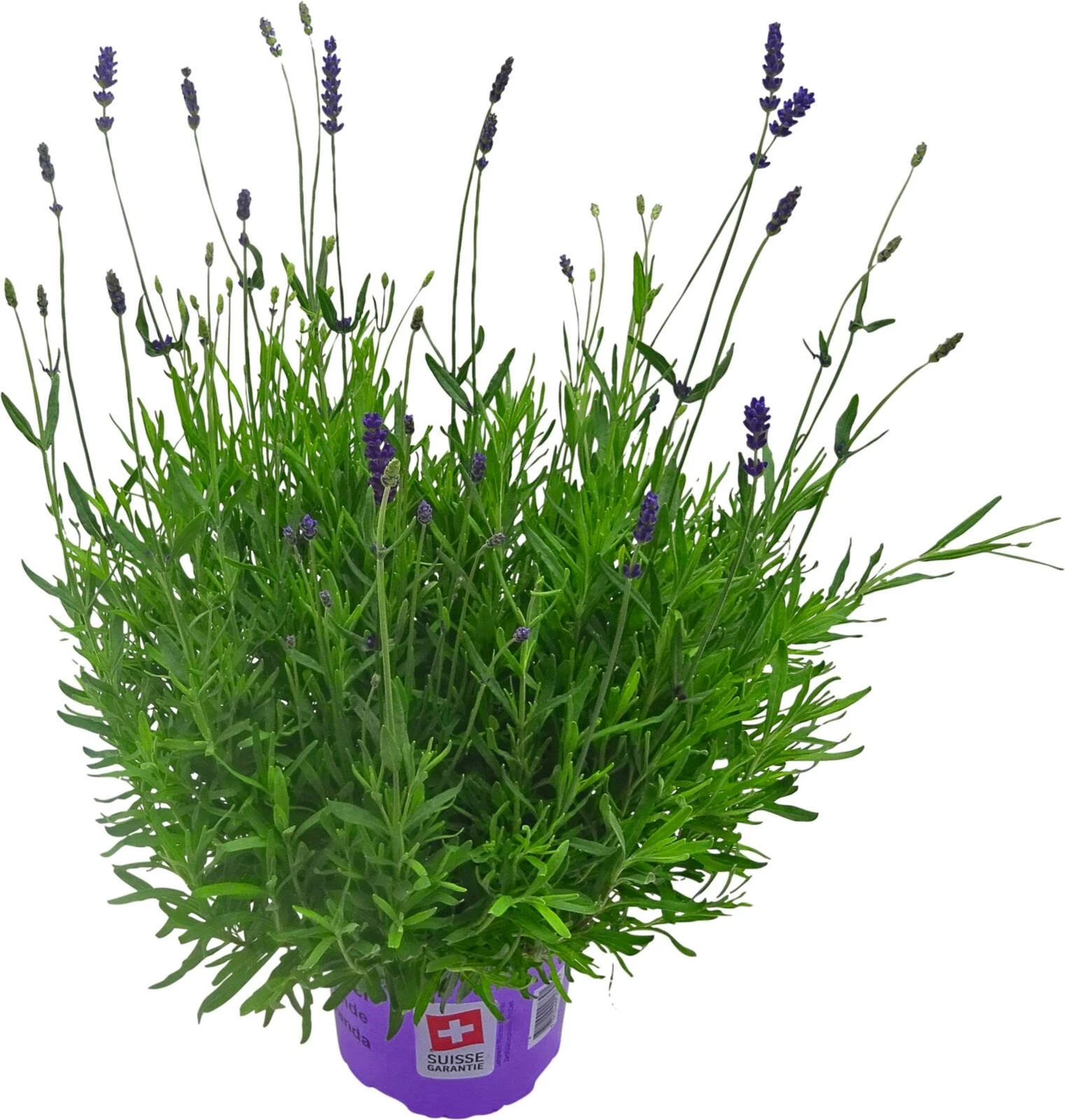 Lavendel Hidecote blue P17 cm