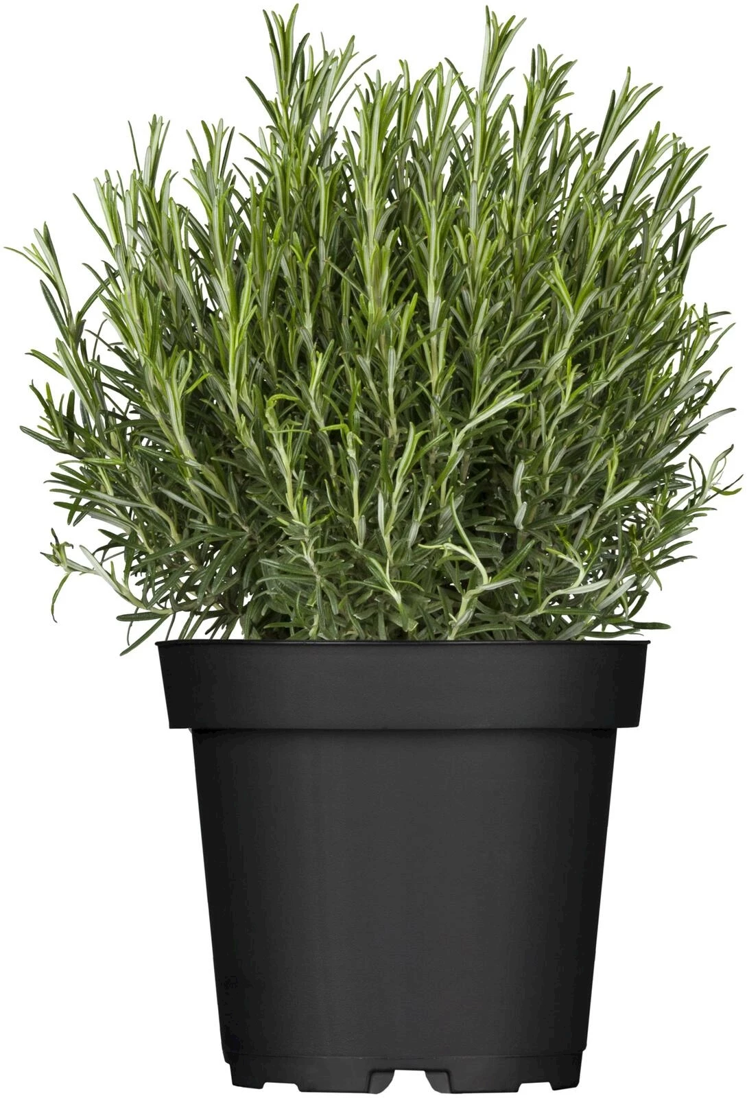 Rosmarin gebrauchsfertig P10,5 cm