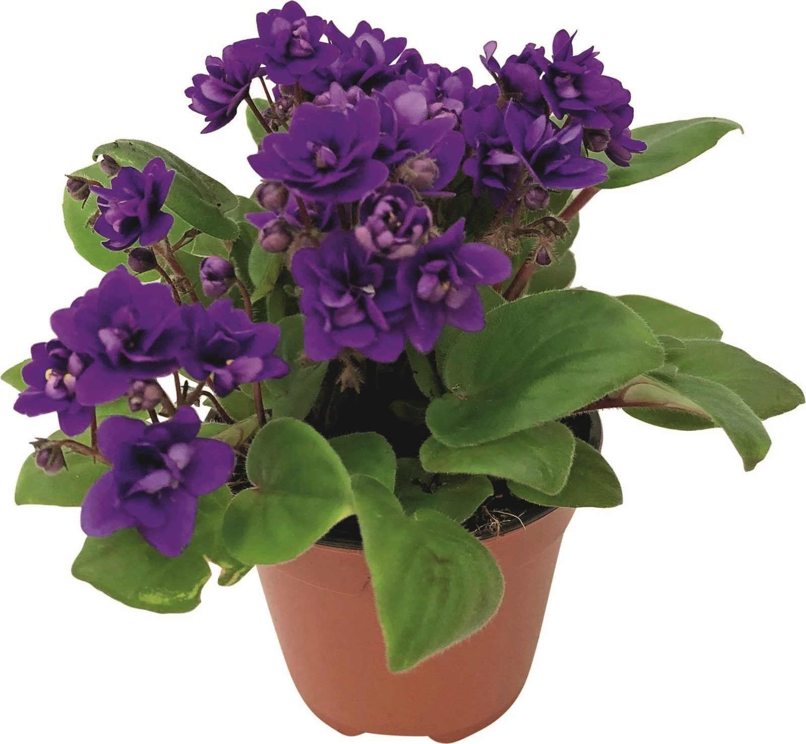 St. Paulia Bloomies P10,5 cm