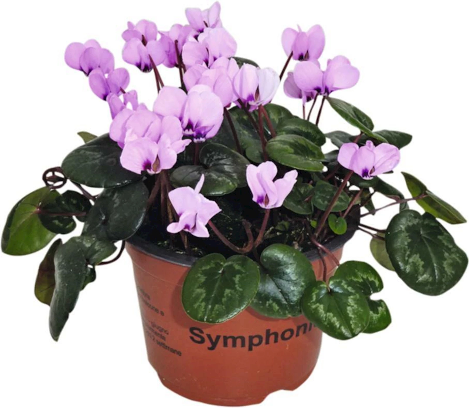 Cyclamen kleinblumig mehrjährig P13 cm
