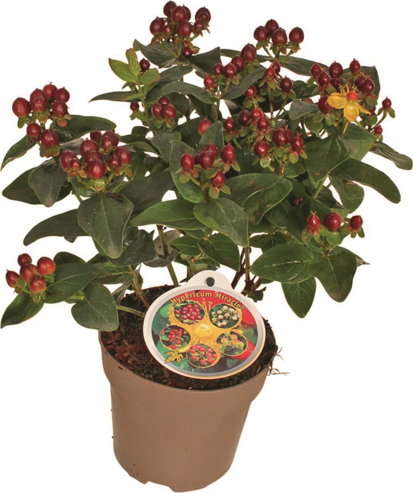 Hypericum P12 cm