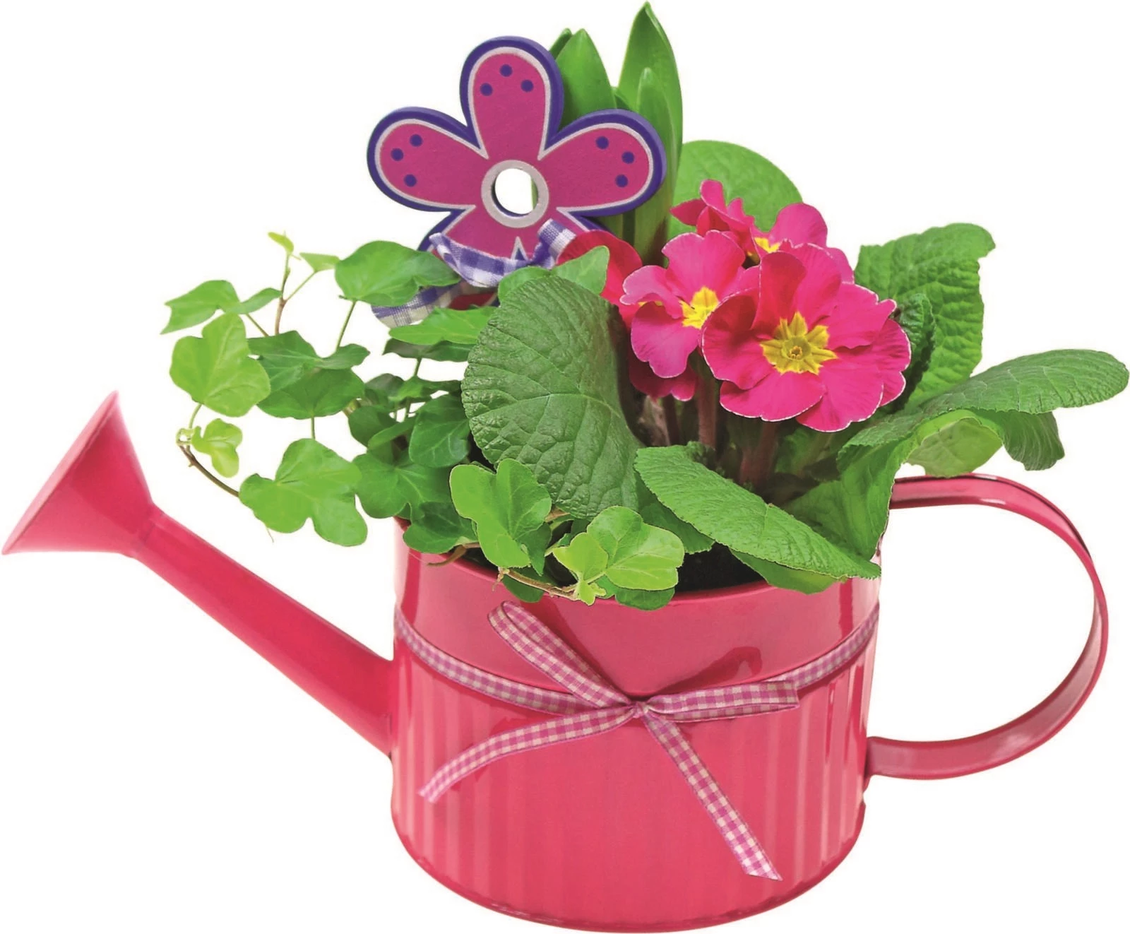 Giesskanne bepflanzt P12 cm