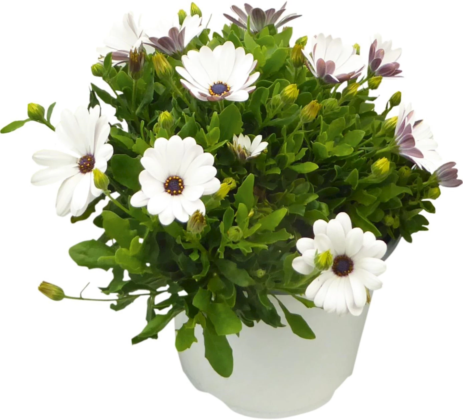 Osteospermum P14 cm