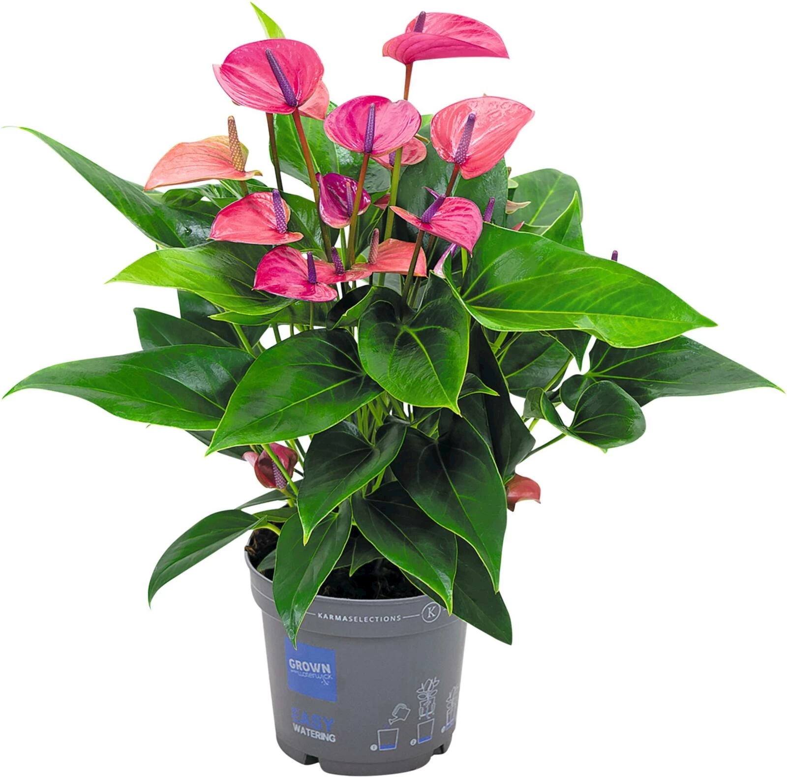 Anthurium Spezial P17 cm