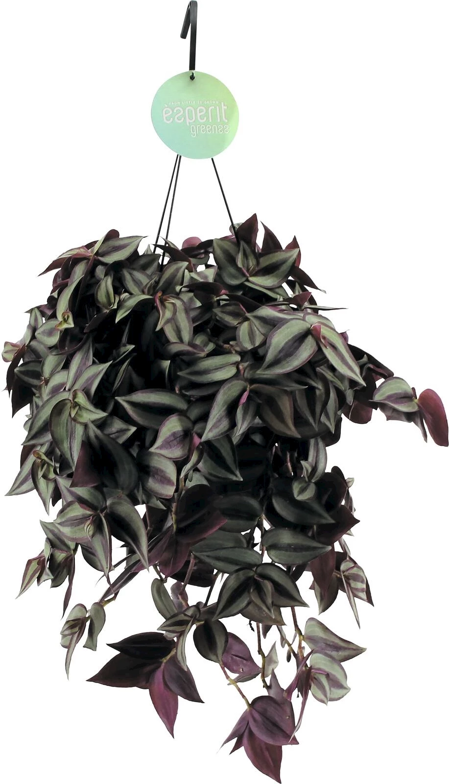 Plantes vertes Susp. P17 cm