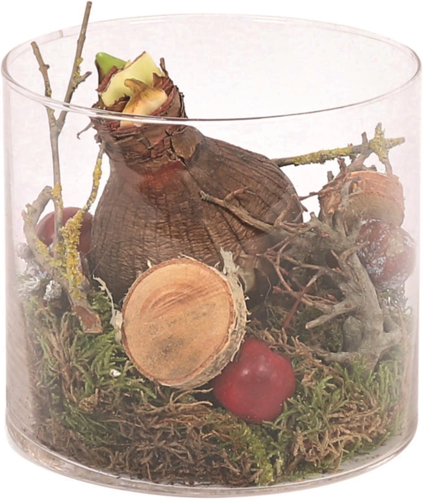 Hippeastrum en verre P13 cm