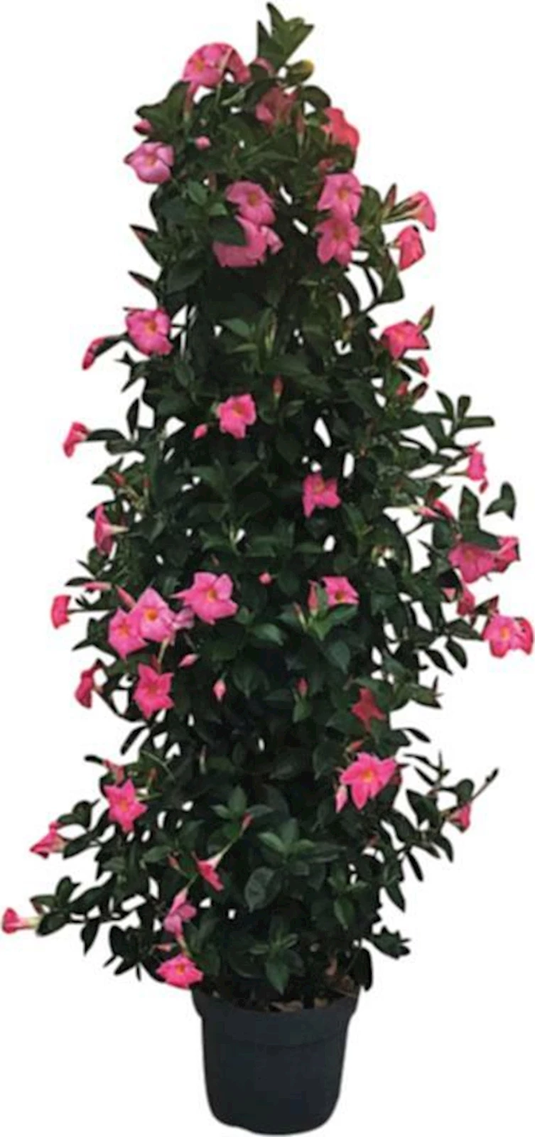 Dipladenia Pyramide P30 cm