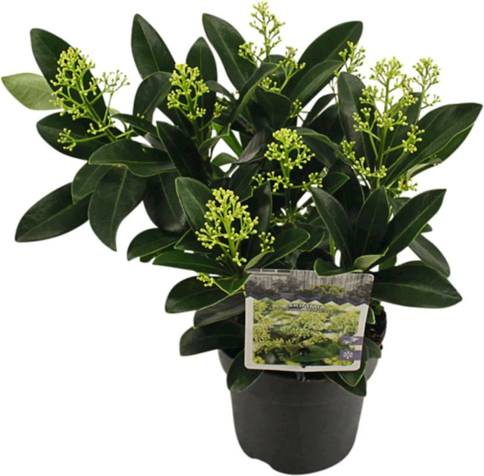 Skimmia  White Mix P13 cm