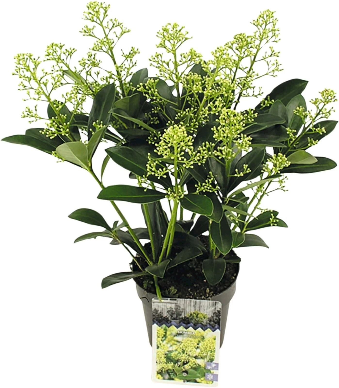 Skimmia Finchy 7+ P13 cm