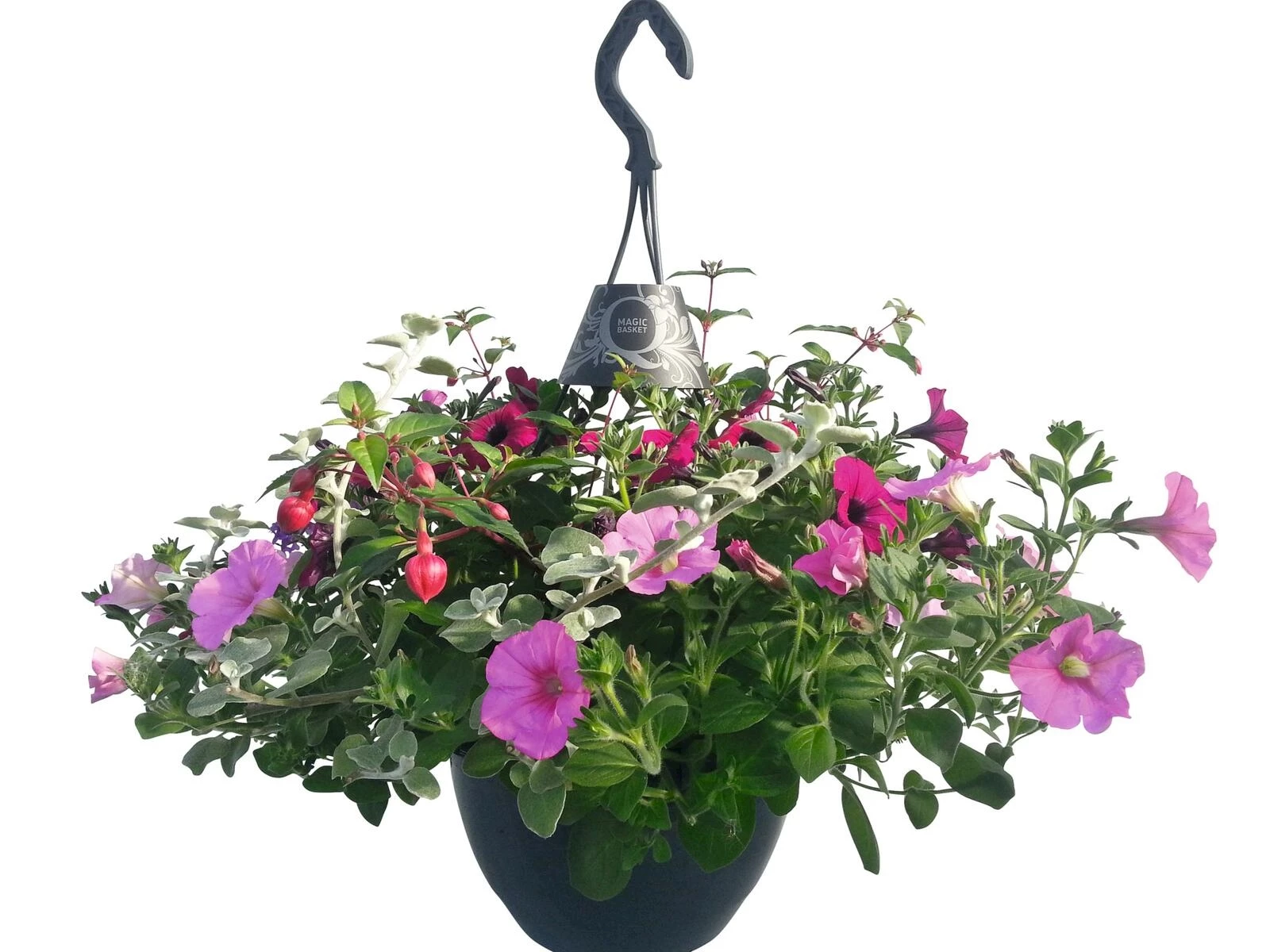 Sommerflor Ampel Magic P25 cm