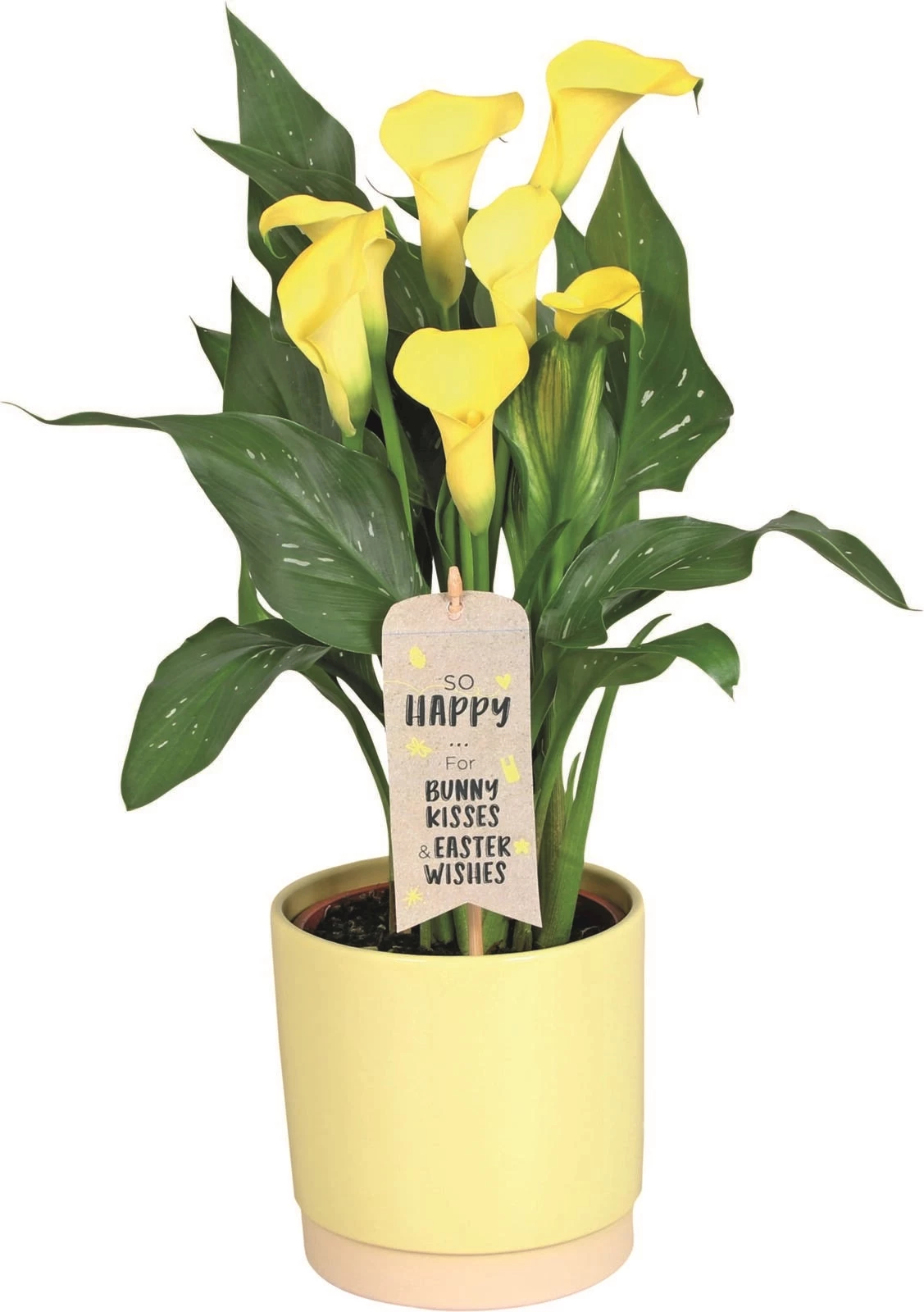 Calla Mix im UT P15 cm