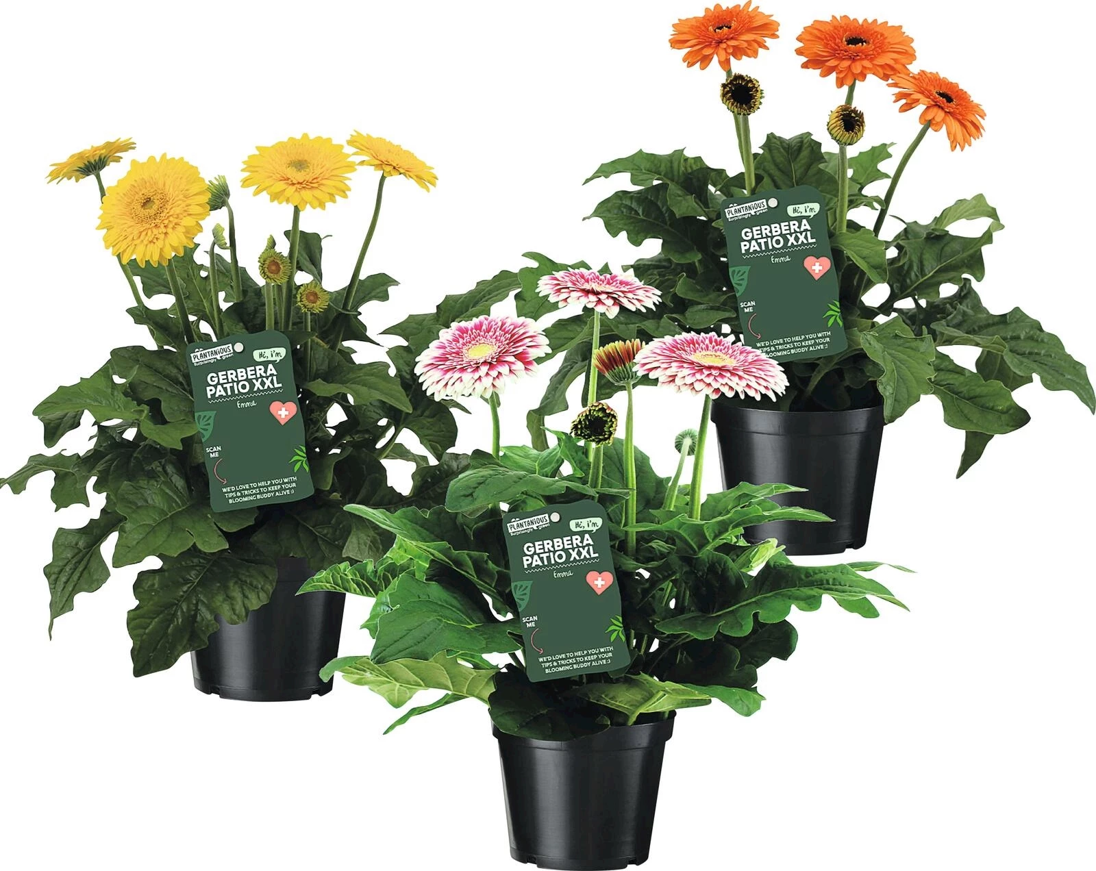 Gerbera Patio P21 cm