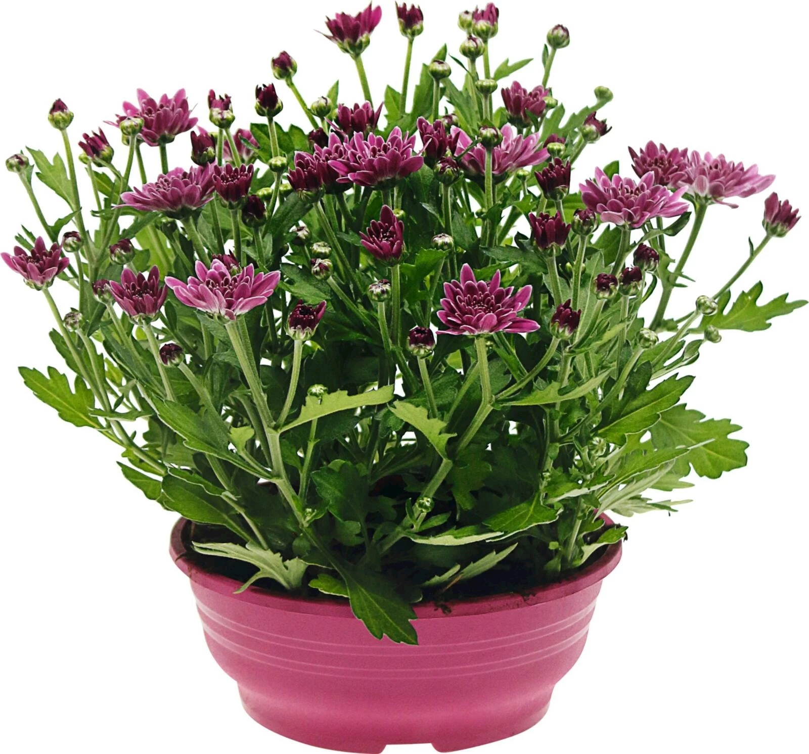 Chrysanthemen Swifty Schale P16 cm