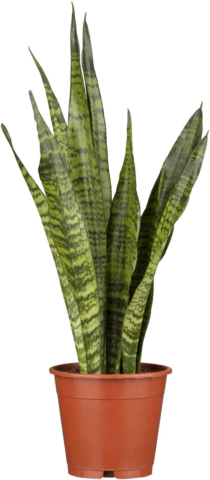 Sanseveria Zeylanica P17 cm
