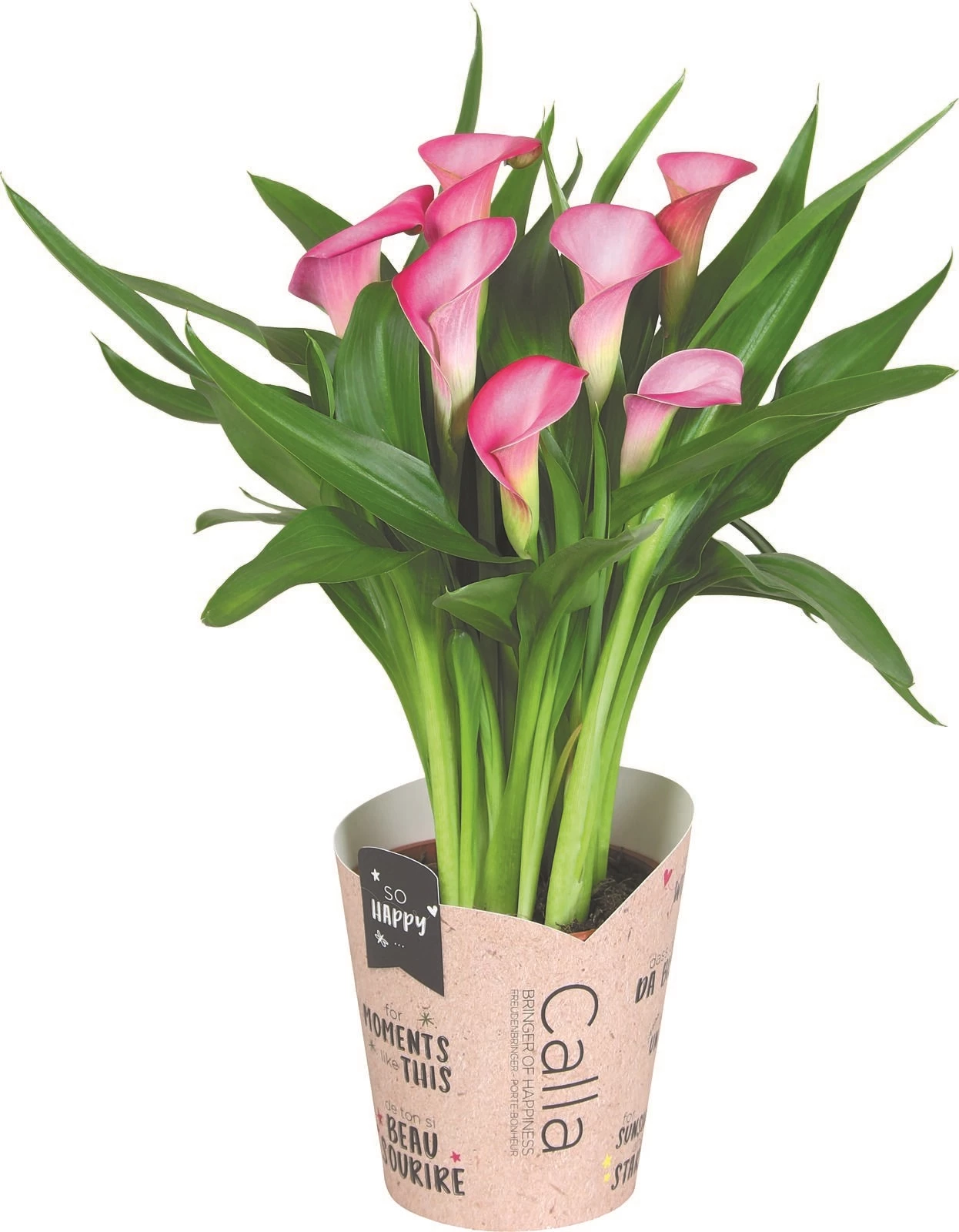 Calla Mix  P13 cm