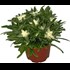 Edelweiss Leontopodium P13 cm