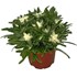 Edelweiss Leontopodium P13 cm