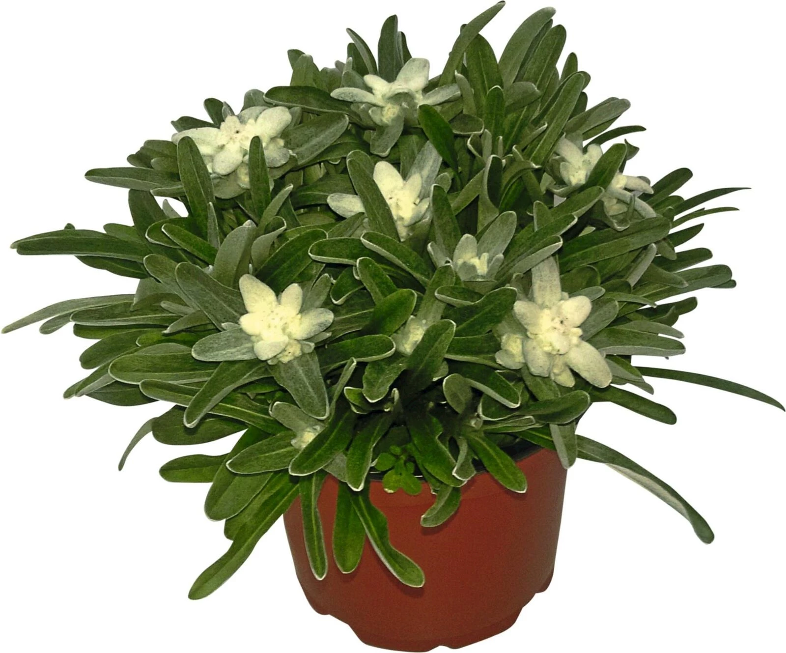 Edelweiss Leontopodium P13 cm