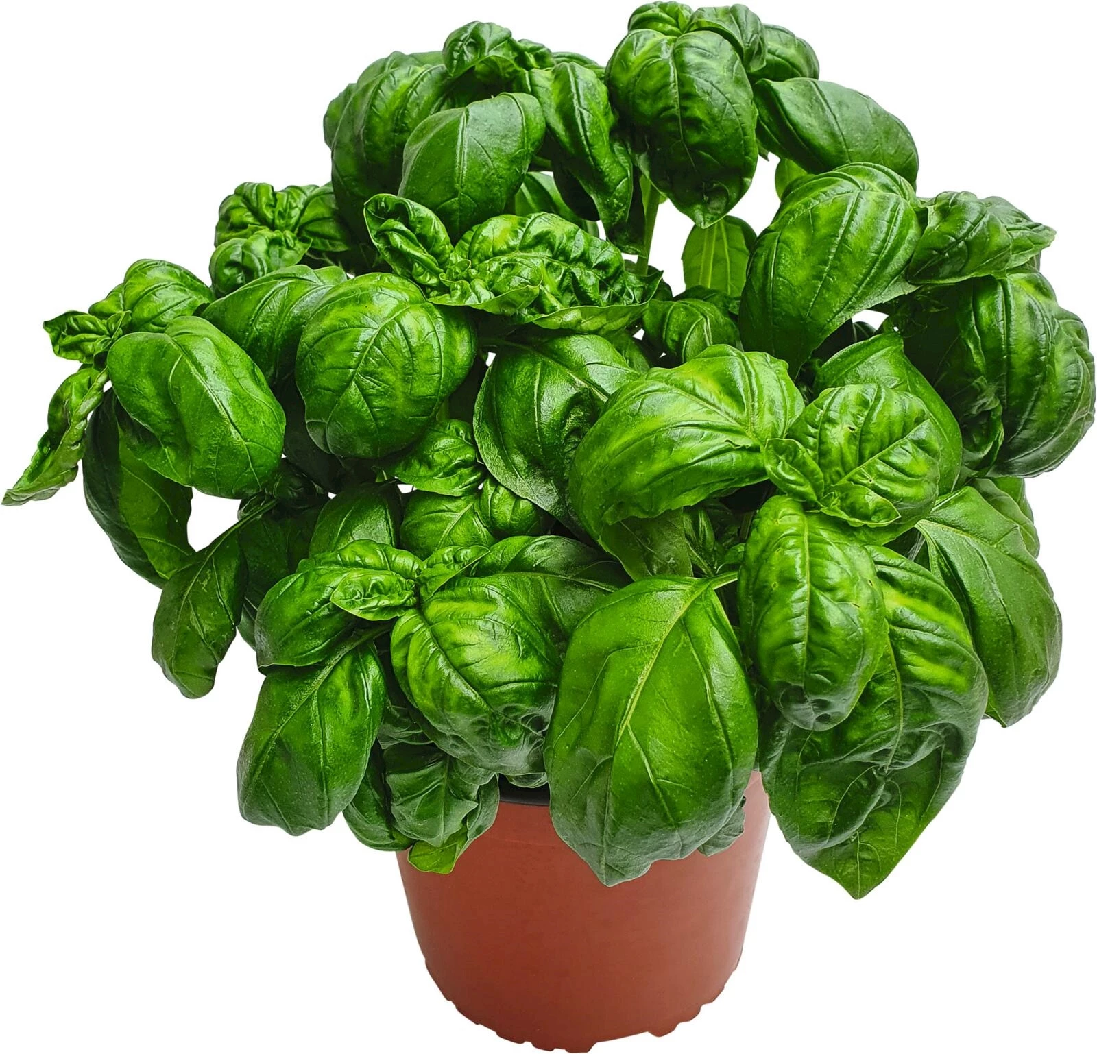 Basilic grand P19 cm