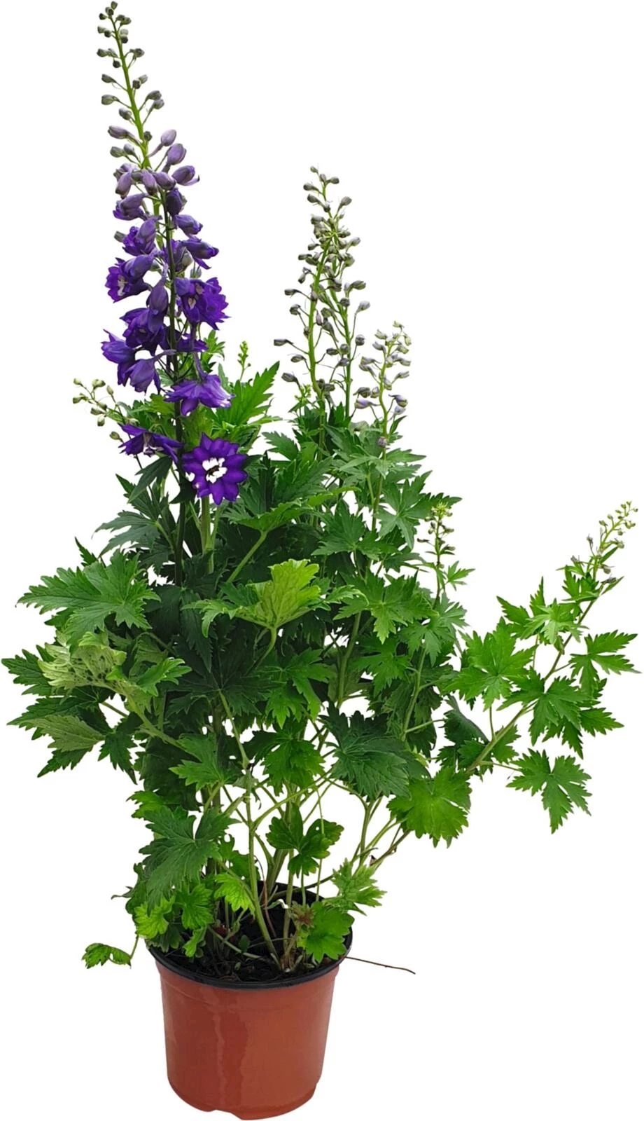 Delphinium blau/violette P23 cm