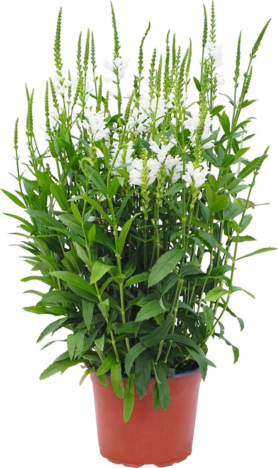 Physostegia P23 cm