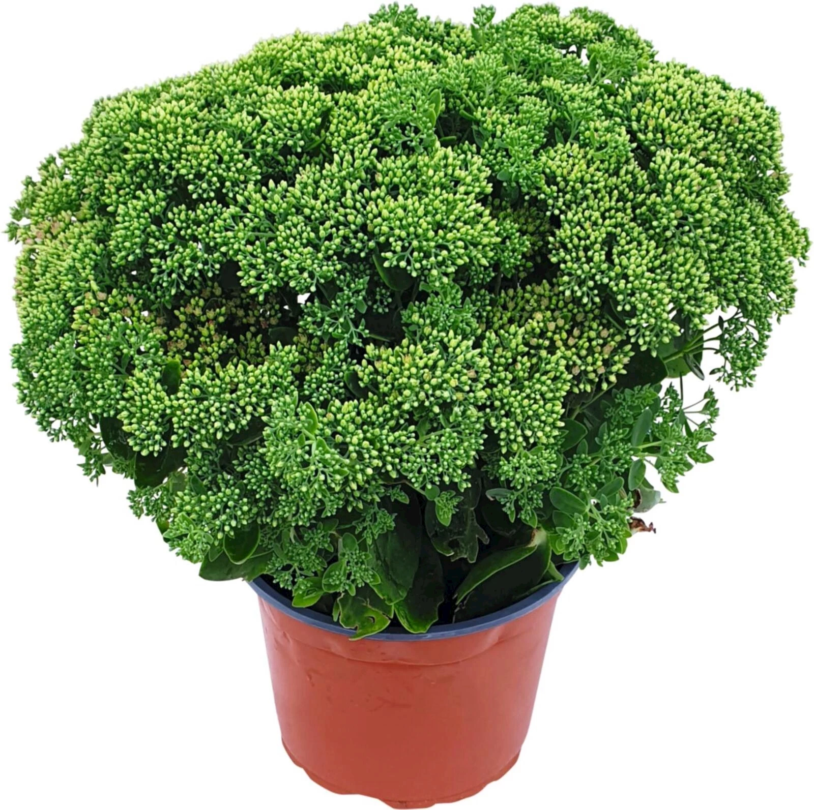 Sedum div.P23 cm